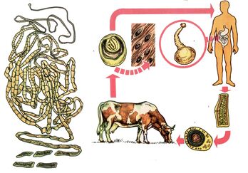 Para un helminto moi común, a tenia bovina, a vaca serve como hóspede intermedio e unha persoa é a última. 