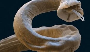 Ascaris parasito no corpo humano