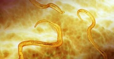 parasitos de oxiuros no corpo humano