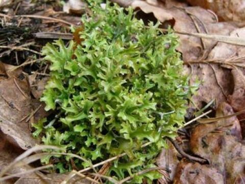 cetraria de parasitos no corpo
