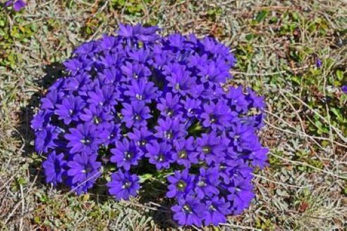 raíz de febre de parasitos no corpo