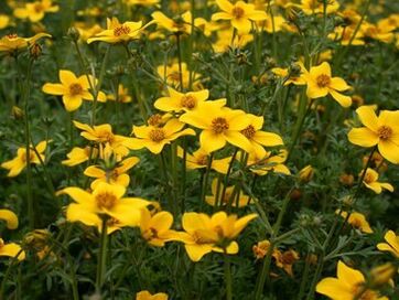 unha serie de parasitos no corpo