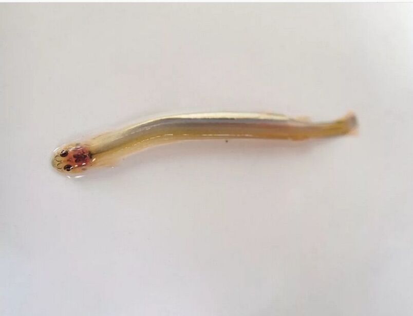 Wandellia bigote - un perigoso peixe parasito