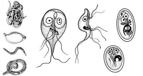 Os parasitos máis simples do corpo humano