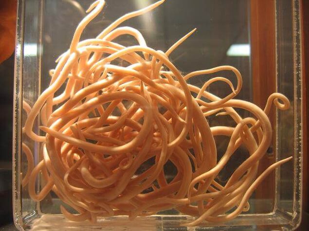 Os nematodos son vermes pertencentes á clase dos nematodos. 